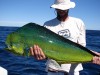 Dolphinfish Closeup