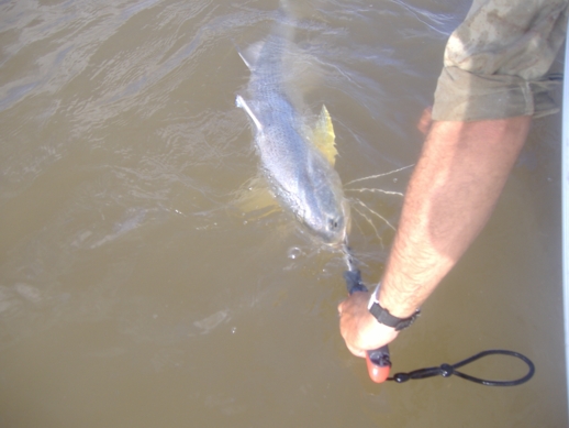 Micks Threadfin Release