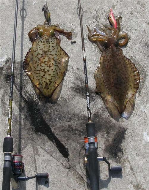 A pigeon pair of squid 