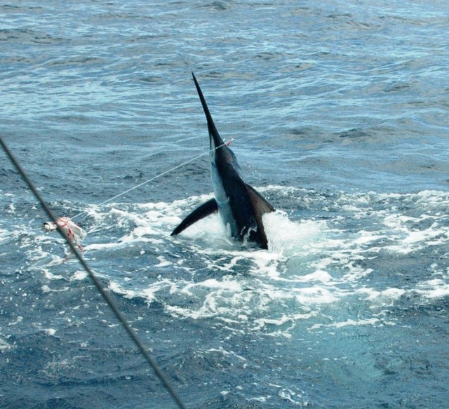 Gabriel - Richter Lure Competition Entry - Exmouth Black Marlin