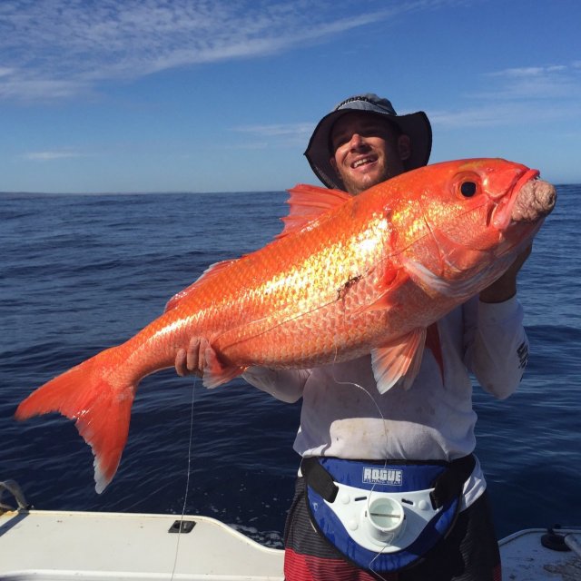 PB Ruby Snapper