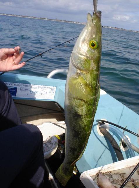 Long Rayed Weed Whiting