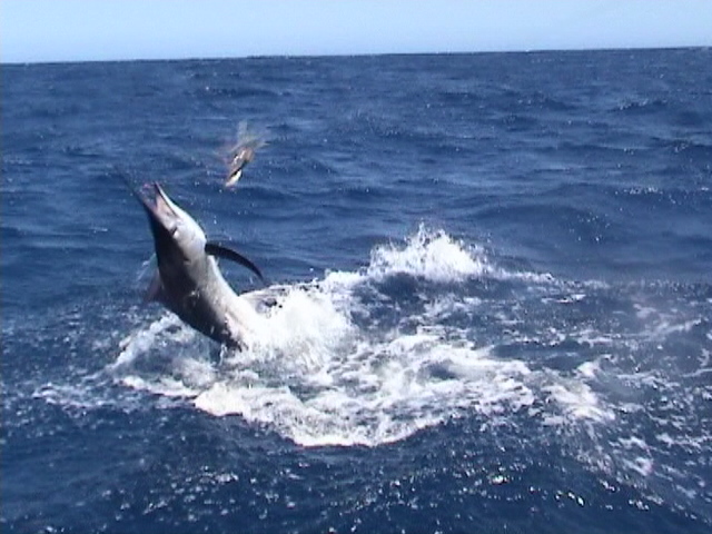 Exmouth Marlin landed during Gamex