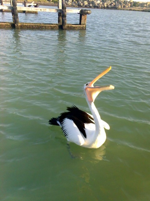 Pelican