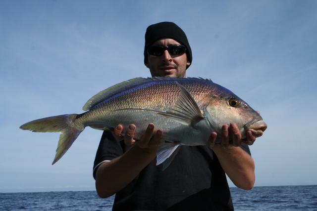 Queen Snapper Closeup