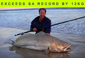 SA Kob (mulloway)