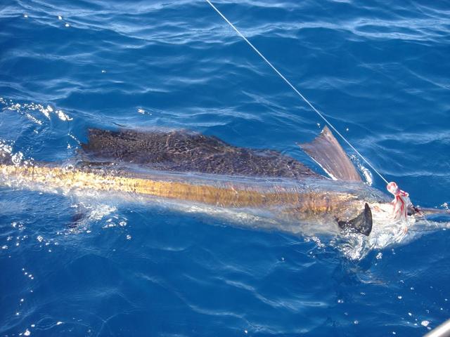 Sailfish on a Richter Lure - Vincent Keyser