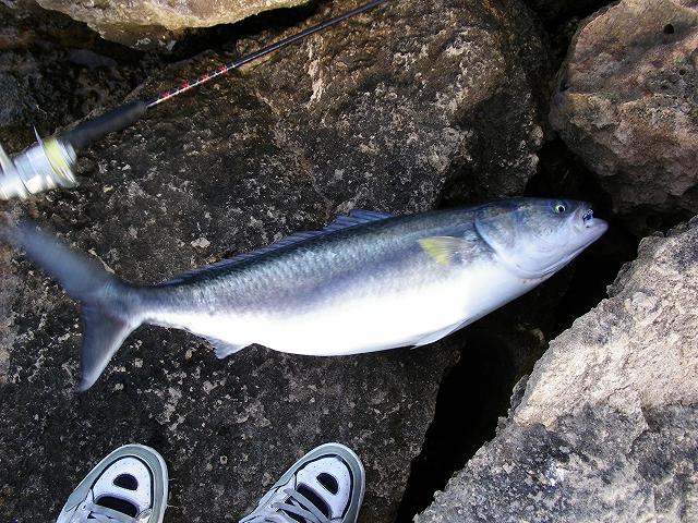 Salmon on 8lb on Manns Tail Dragger