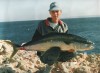 Yellowtail King