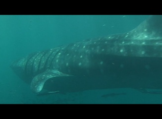 Exmouth Submarine