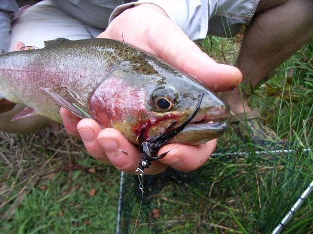 Trout burgers