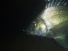 Underwater photo of Bream