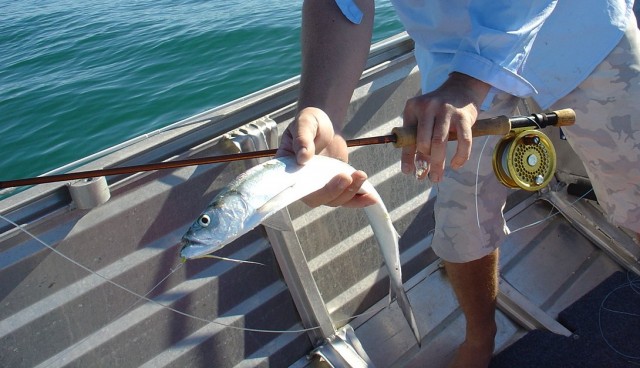 Wolf Herring on Fly x 2